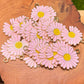 DIY Chrysanthemum accessories 20pcs
